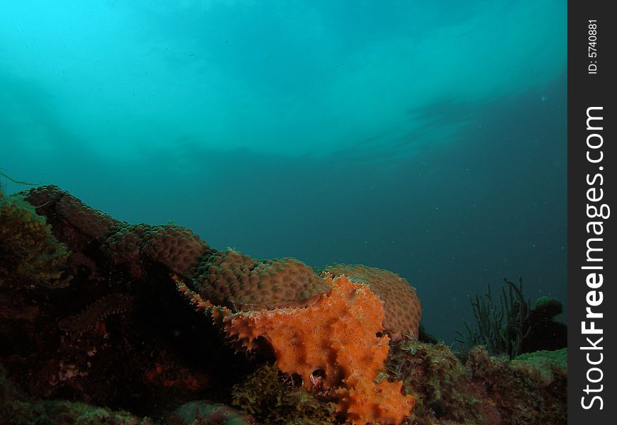 This image of coral was taken at Barracuda Reef off the coast of Dania Beach, Florida. This image of coral was taken at Barracuda Reef off the coast of Dania Beach, Florida