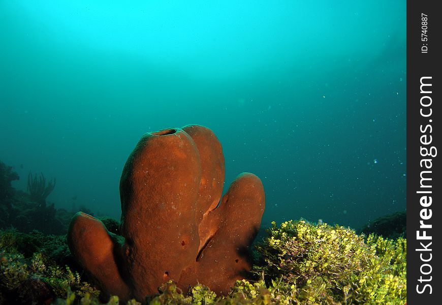 This image of coral was taken at Barracuda Reef off the coast of Dania Beach, Florida. This image of coral was taken at Barracuda Reef off the coast of Dania Beach, Florida