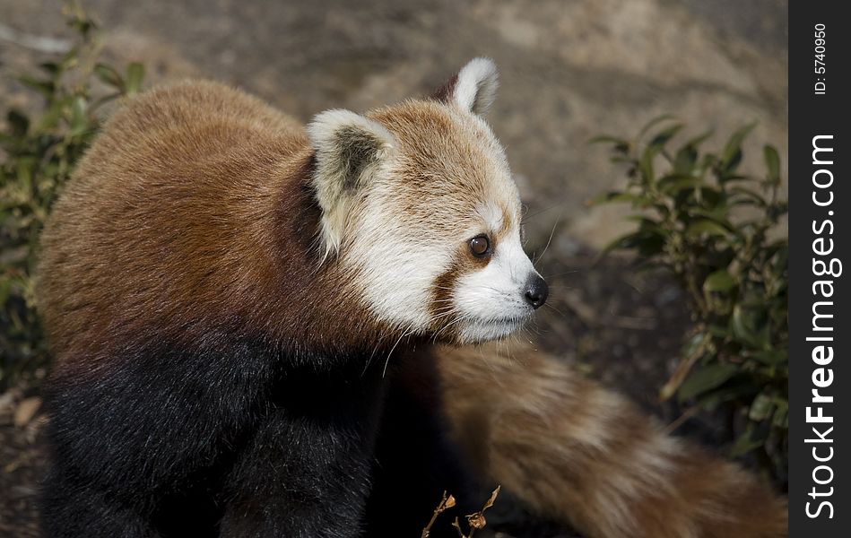 Red Panda Watching