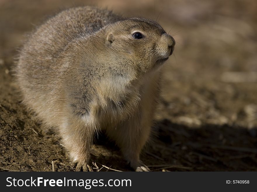 Curious Prairie Dog Looks around