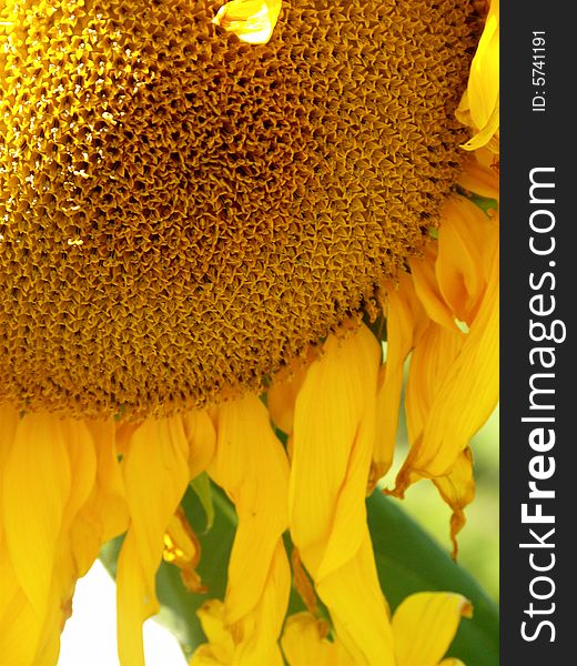 Large golden yellow sunflower stands tall taking in the sun and fall warmth