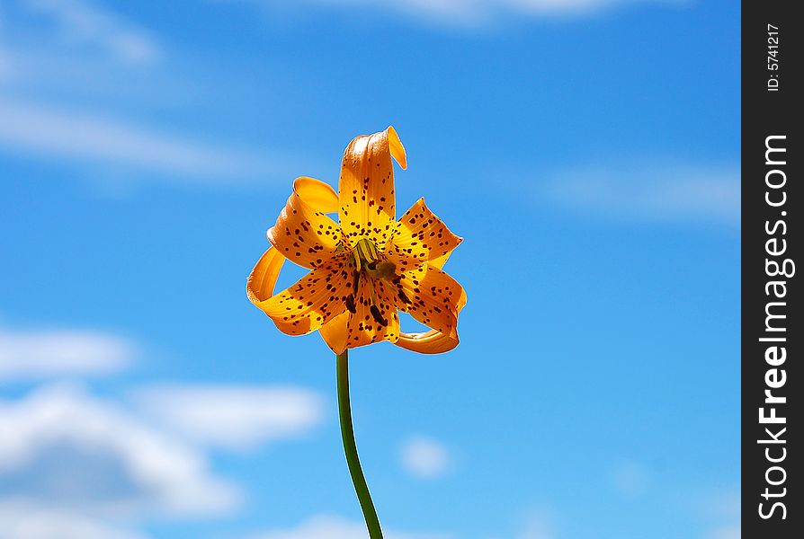 Single orange lily flower against blue sky. Single orange lily flower against blue sky