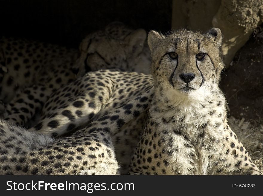 A group of cheetahs lounging in the shade