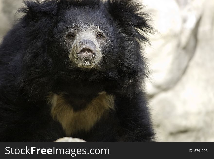 A Sloth Bear watches the Photographer