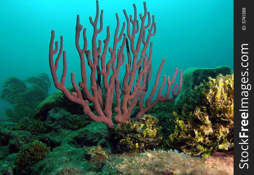 Sea Rod Coral In South Florida