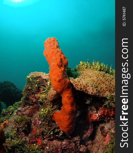 This coral reef image was taken at Barracuda Reef off the coast of Dania Beach, Florida. This coral reef image was taken at Barracuda Reef off the coast of Dania Beach, Florida