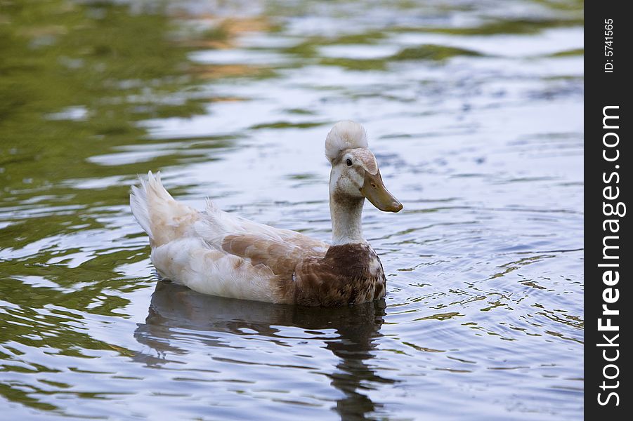 Image of the wild duck
