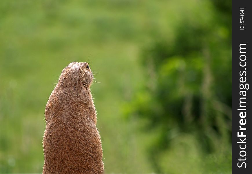 Prairie Dog Looking off into the Distance