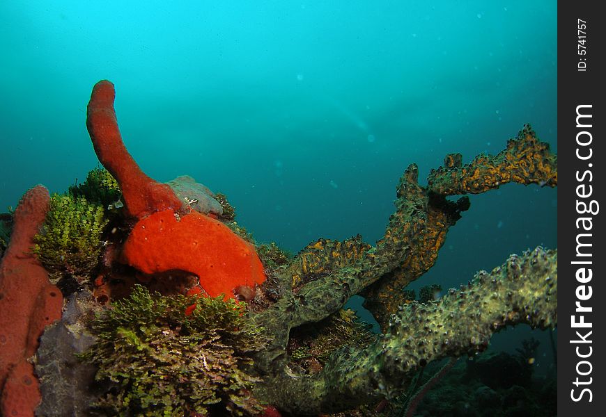 Red Coral In South Florida