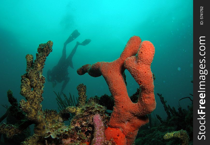 Orange coral with diver