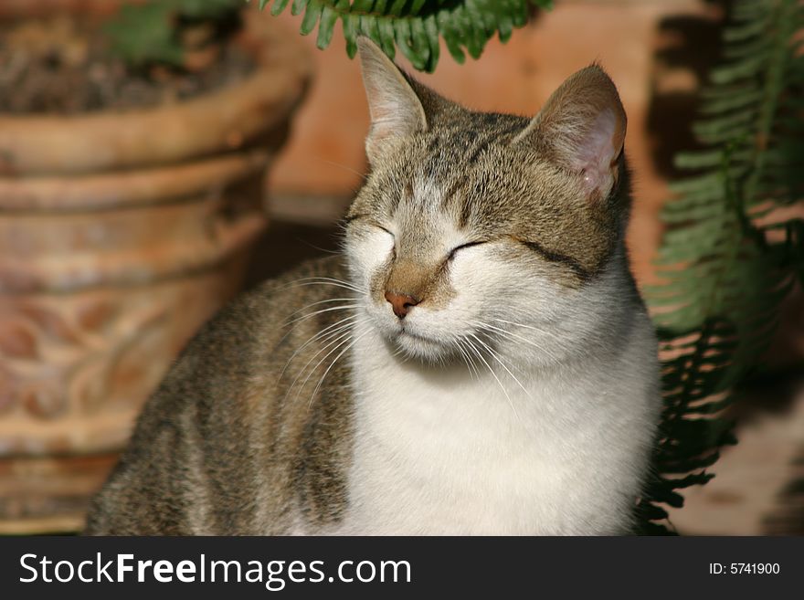 A picture funny cat with eyes closed. A picture funny cat with eyes closed.