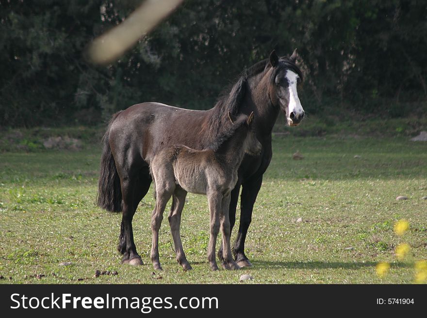 A mother and son picture of two horses. A mother and son picture of two horses.