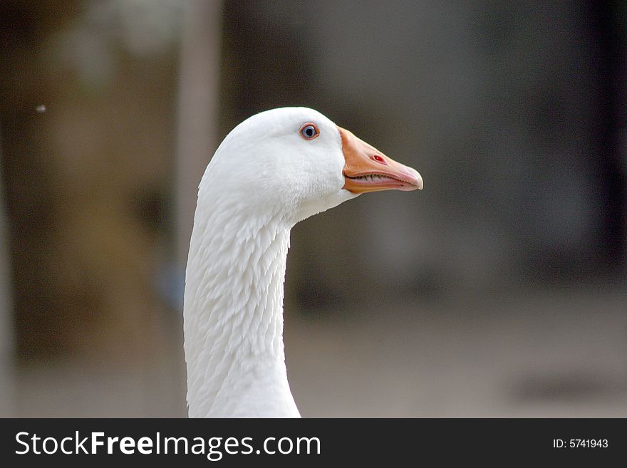 A lateral portrait of a white goose. A lateral portrait of a white goose
