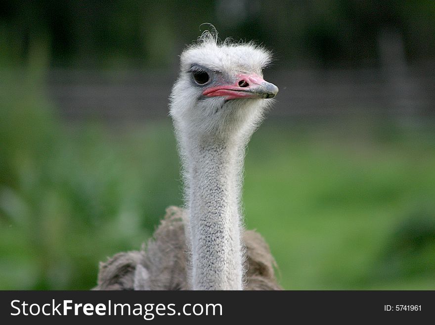 Portrait of an ostrich with a funny expression