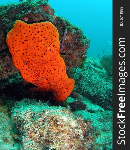 This coral reef image was taken at Barracuda Reef off the coast of Dania Beach, Florida. This coral reef image was taken at Barracuda Reef off the coast of Dania Beach, Florida