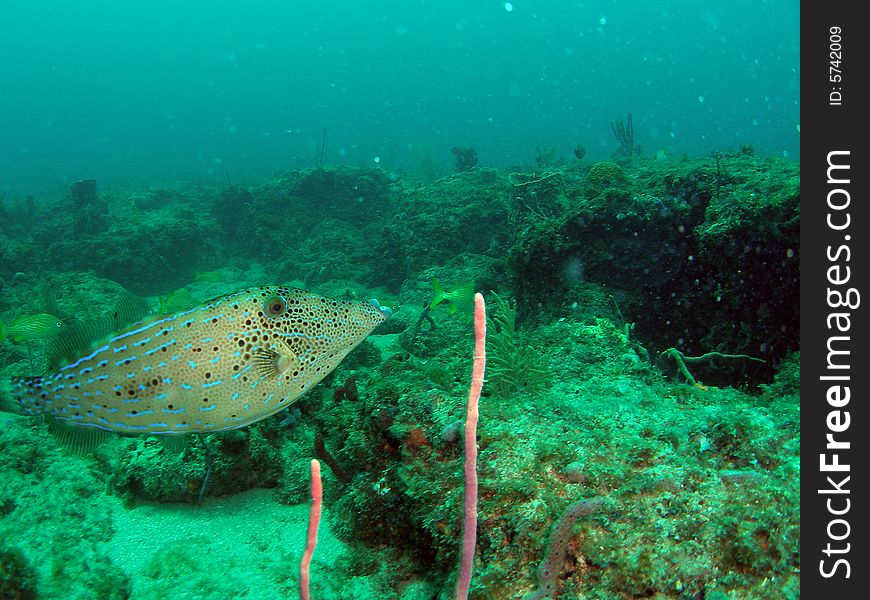 This filefish image was taken at Barracuda Reef off the coast of Dania Beach, Florida. This filefish image was taken at Barracuda Reef off the coast of Dania Beach, Florida