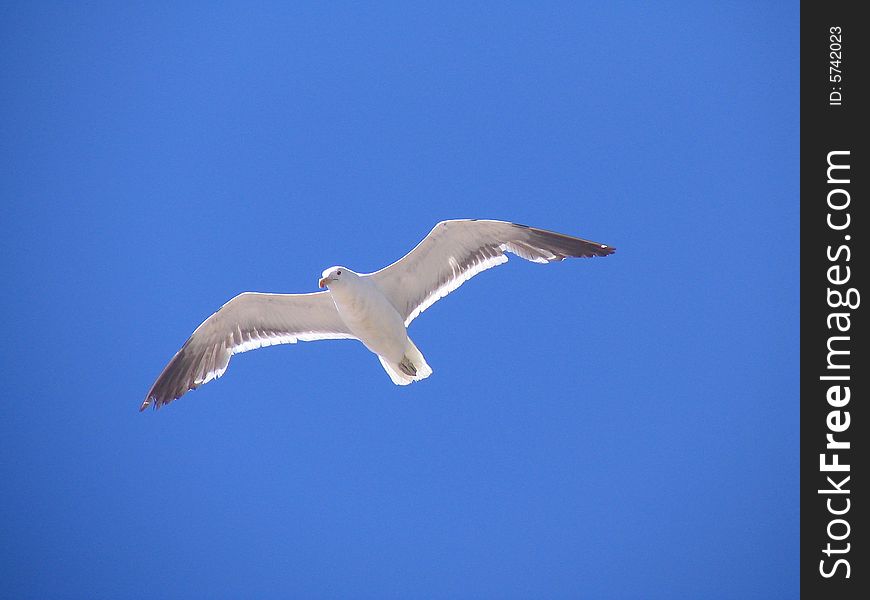 A seagull flying high on the sky of the beach.