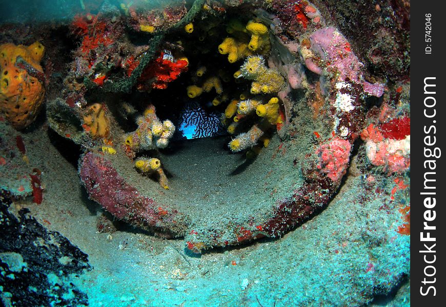 This coral at the aqua Zoo was taken at Barracuda Reef off the coast of Dania Beach, Florida