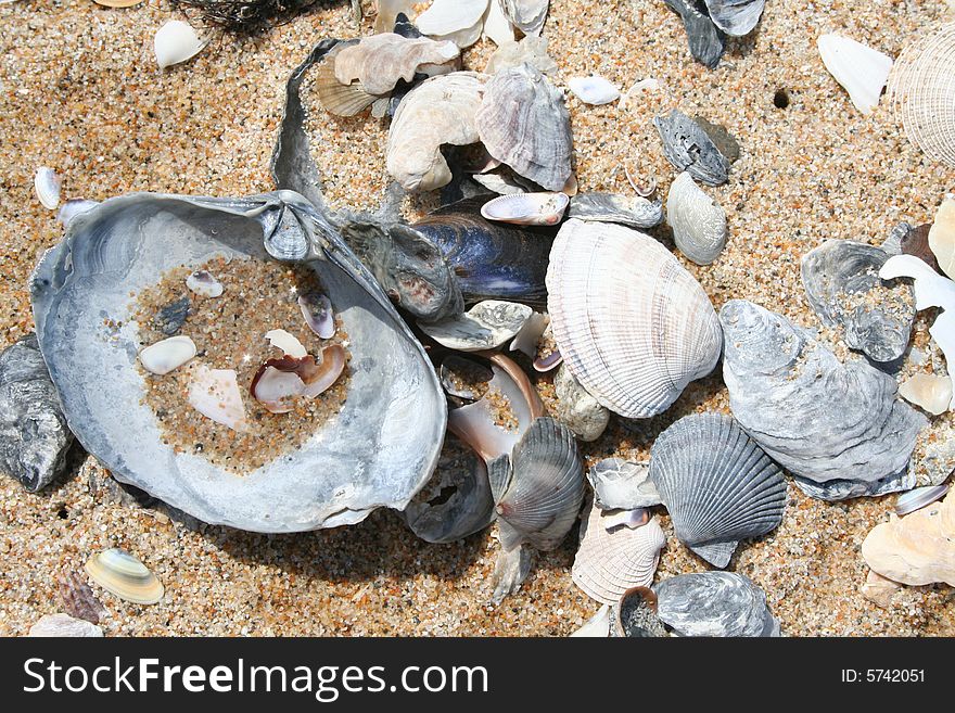 Clam and muscle shells on the beach. Clam and muscle shells on the beach.