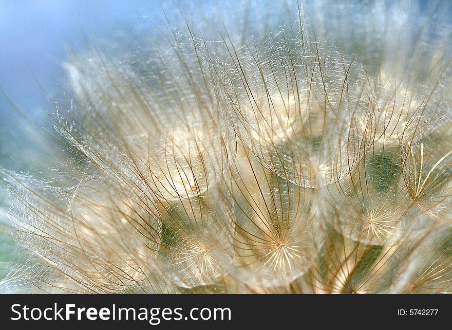 Close up shot of bright large dandelion. Close up shot of bright large dandelion