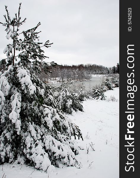 Winter Seasonal shot in the wilderness of Southwest Michigan.  Outside of Ludington.  Beautiful crisp fallen snow on the pine, with a fantastinc frozen over river that flows on forever. Winter Seasonal shot in the wilderness of Southwest Michigan.  Outside of Ludington.  Beautiful crisp fallen snow on the pine, with a fantastinc frozen over river that flows on forever.