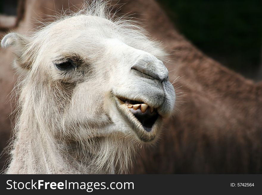 Camel portrait, in Tallinn zoo, Estonia