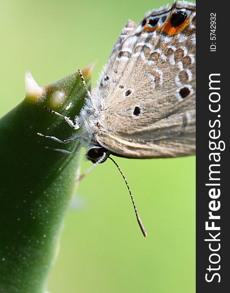 Close shot of butterfly detail