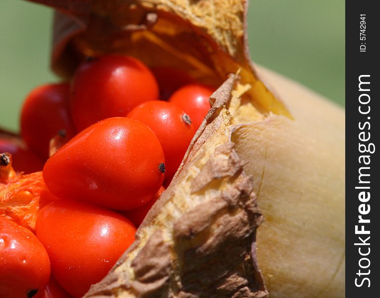 Red seeds breaking out from fruit. Red seeds breaking out from fruit.