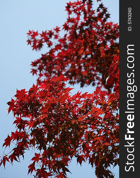 A autumnal tree with beautiful color. A autumnal tree with beautiful color