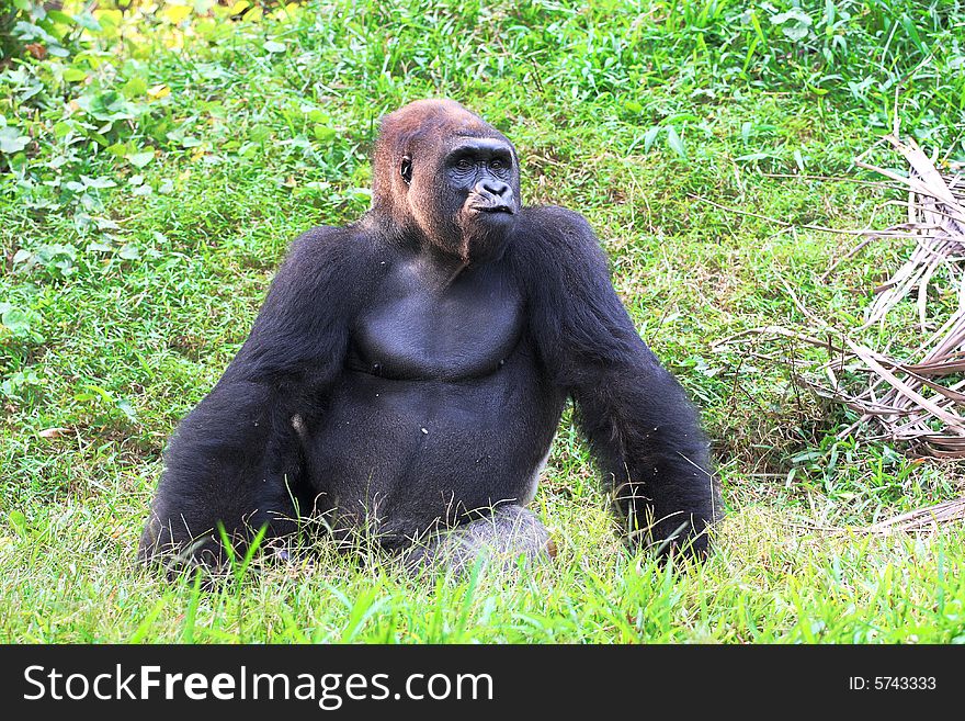 Young Male Silver Back Gorilla. Young Male Silver Back Gorilla