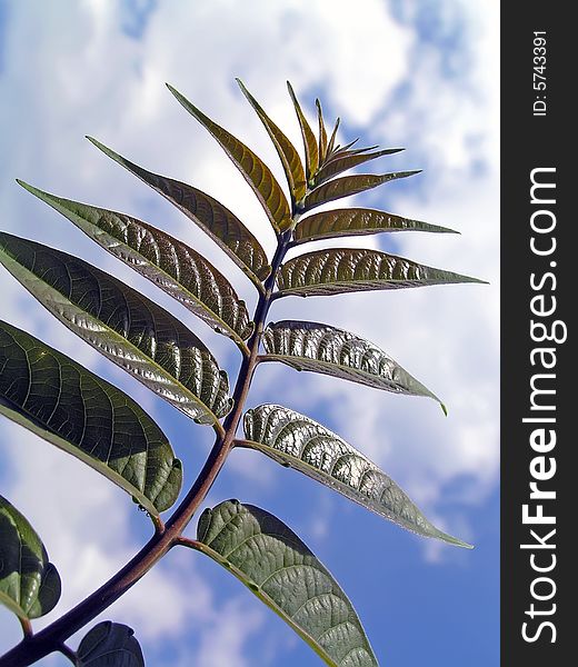 Young leaves on a background of the blue cloudy sky. Young leaves on a background of the blue cloudy sky.