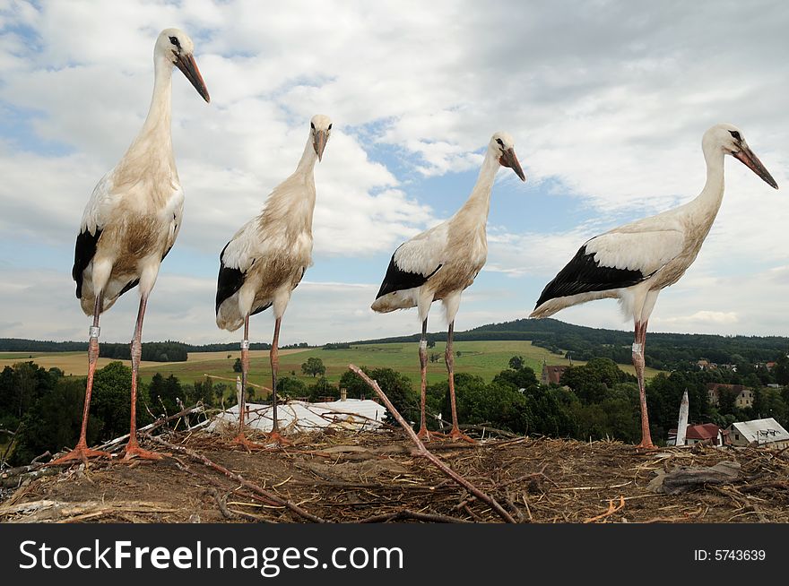 Four white storks in the nest on a chimney
