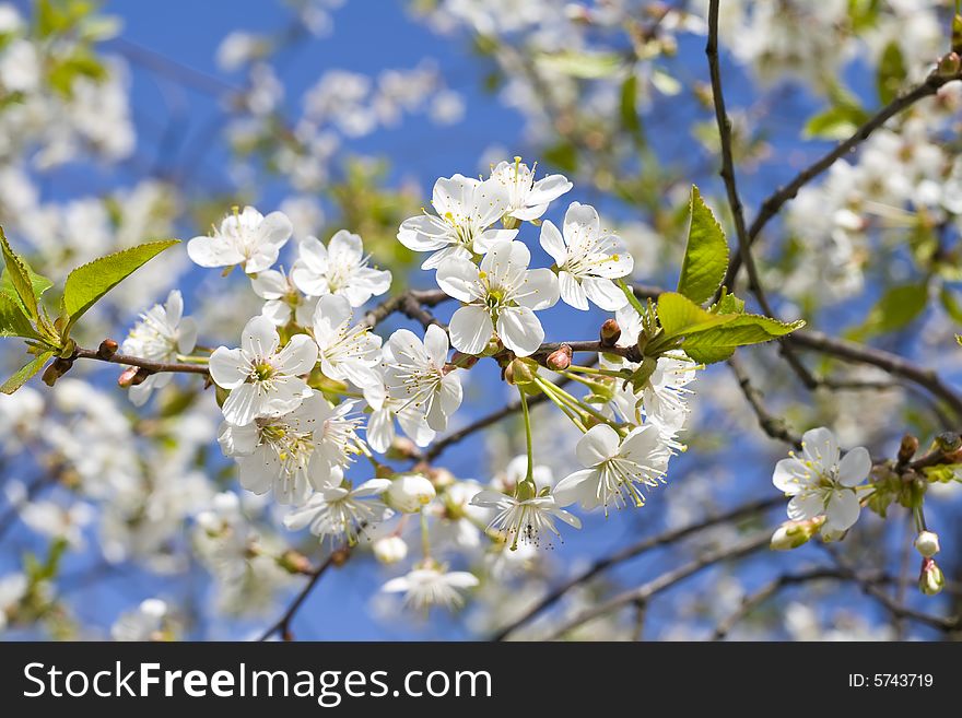 Cherry blossoms on a black cherry tree against the blue sky