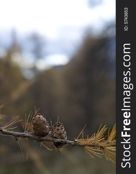 Conifer branch with some cones. Conifer branch with some cones