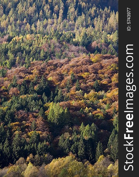 Fall mountains with colorful tree