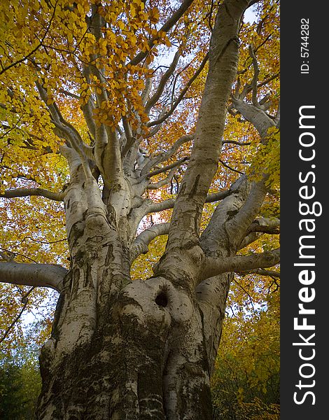 A autumnal tree with beautiful color. A autumnal tree with beautiful color