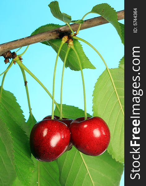 Cherry tree with ripe cherries.