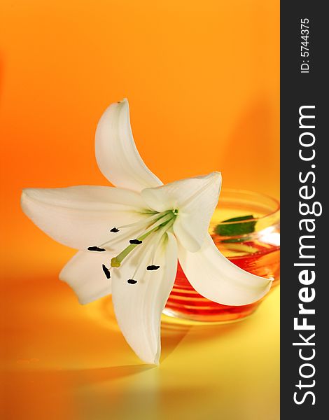 White lily on a yellow background. White lily on a yellow background.