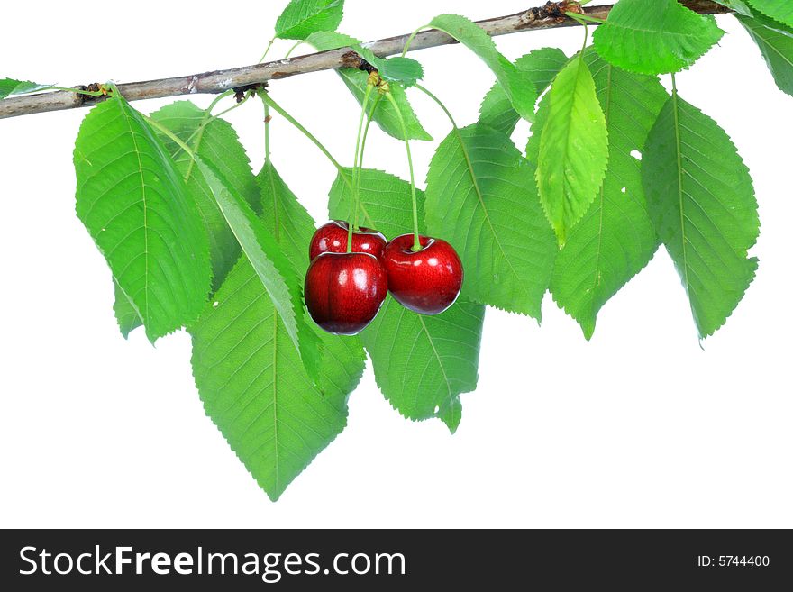 Branch of cherries on a white background. Branch of cherries on a white background.