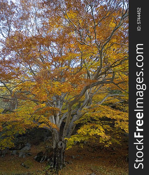 Autumnal trees with beautiful color. Autumnal trees with beautiful color