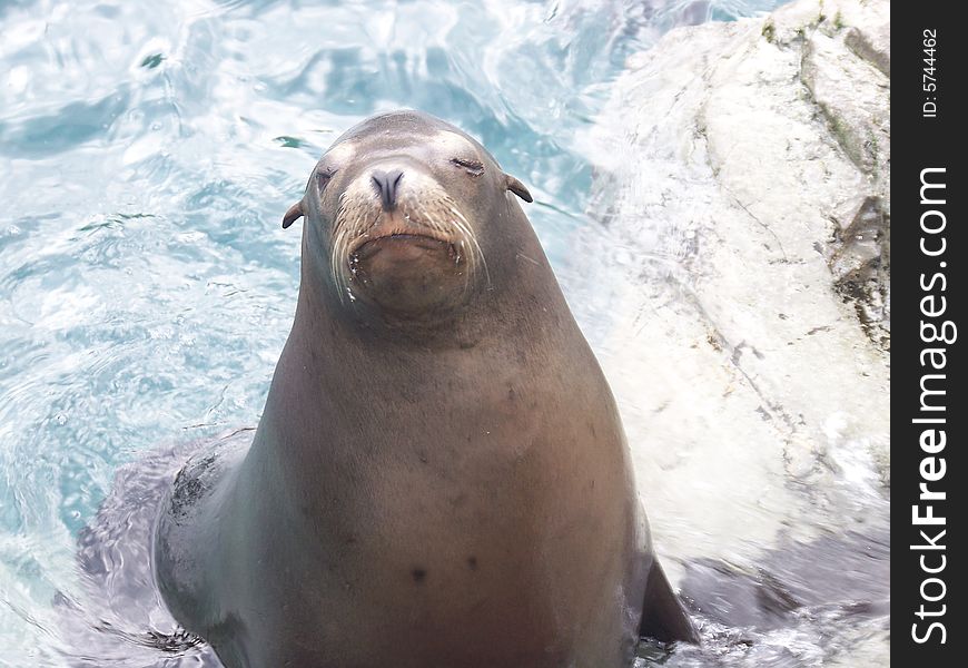 A very friendly little fellow that would pose over and over with the hopes that you had a fish for him. A very friendly little fellow that would pose over and over with the hopes that you had a fish for him