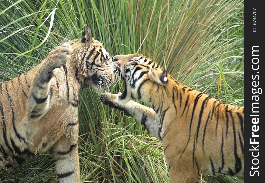 Two sumatran tigers play fighting. Two sumatran tigers play fighting