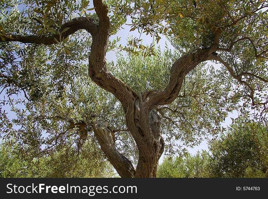 Some olive trees in summer