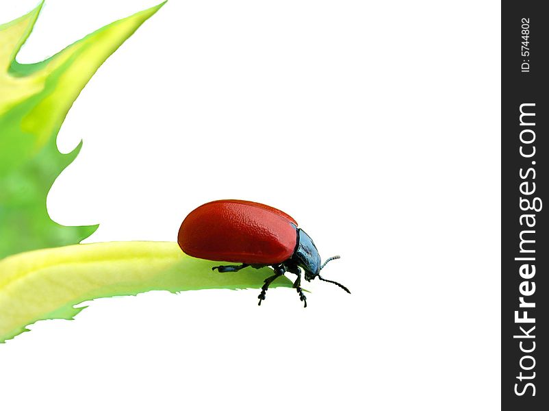 Red beetle on a green leaf isolated