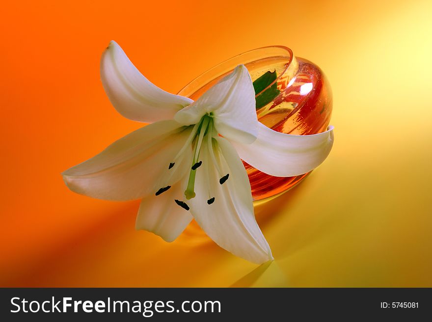 White lily on a yellow background. White lily on a yellow background.