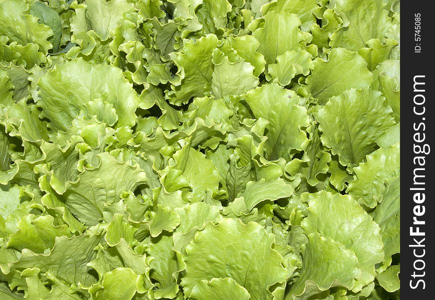 Close-up photo of bright green salad, garden plant