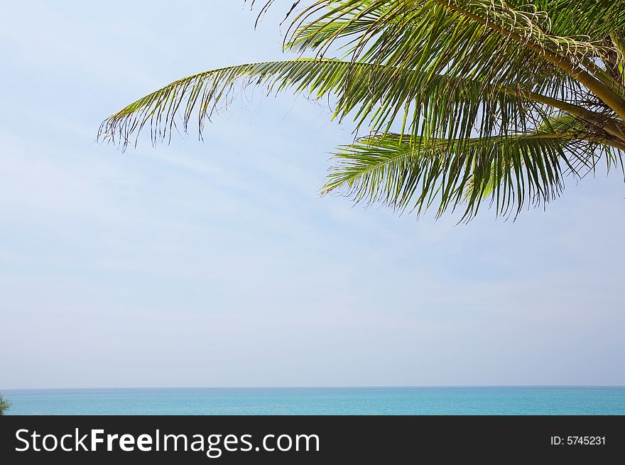 View of nice tropical empty sandy beach with some palm. View of nice tropical empty sandy beach with some palm