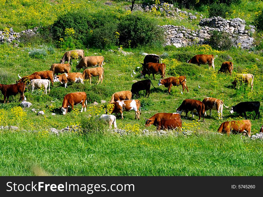 Grazing cattle in green field at spring