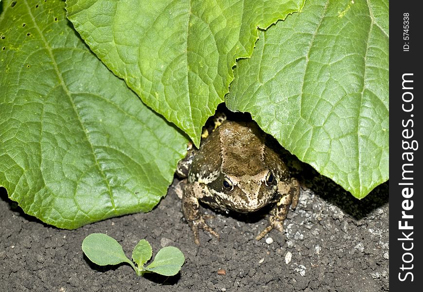 The frog sitting on the ground