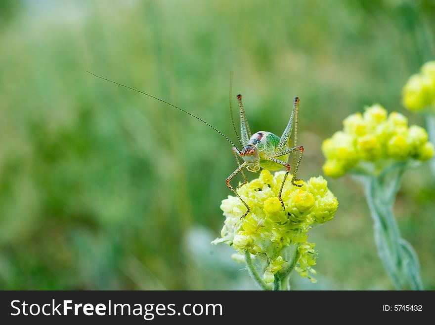 Close up of green grasshopper